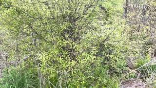 Large Willow Oak Trees That Are Growing Back From Stumps [upl. by Eelarol626]