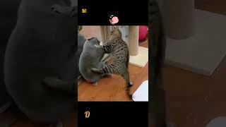 Mimi ka khana kisiney kha leya 😭 cat funny shortsamazon youtubeshorts [upl. by Luht]