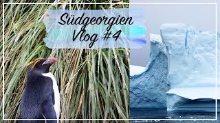 ANTARKTIS VLOG 7  Macaroni Pinguine beim Nestbau [upl. by Chien390]