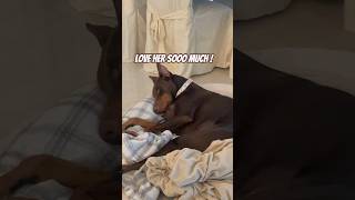 puppy dobie dobermanpinscher dobies dogs doglife dog doglover dogbreed dogshorts dobie [upl. by Hcurob]