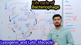 56 life cycle of Bacteriophage  Lysogenic  Lytic life cycle of Bacteriophage Fsc class 11 Biology [upl. by Naras703]