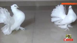 Best White Indian Fantail Pigeon  Fancy Pigeons  Peacock Pigeon [upl. by Lockhart]