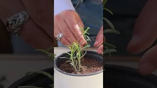 زراعة اكليل الجبل Rooting Rosemary [upl. by Latimore373]