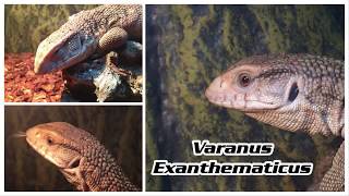 Un petit nouveau  Varanus Exanthematicus [upl. by Kenneth]