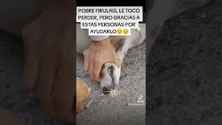 PUERCO ESPIN ATACA A UN PERRO [upl. by Van]