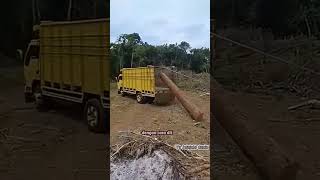 Cara pintar menaikan Kayu besar kedalam mobil truk shorts shortvideo amazing [upl. by Neveda422]