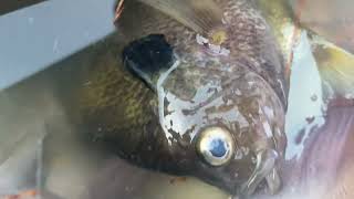 Los ghost fish in a bucket ￼ [upl. by Franzoni]