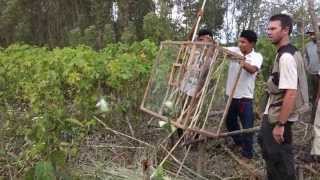 600 Whitewinged Parakeet released [upl. by Nywrad]