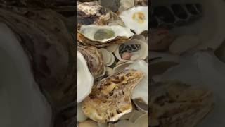 OYSTER SECRETS You Wont Believe naturecuriosities amazingfacts facts [upl. by Ahsinid]