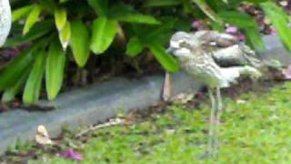 BushStone curlews making their strange quotwailingquot calls [upl. by Eniotna]