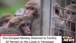 One Escaped Monkey Returned to Facility 42 Remain on the Loose in Yemassee monkeys yamassee [upl. by Cressi]