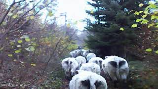 Retour destive de Présailles à le monastier sur gazeille par les chemin de breysse [upl. by Wagner]