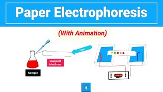 Paper Electrophoresis Animation [upl. by Rebm]