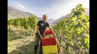 Das Weinjahr mit Rainer Zimmermann [upl. by Eila108]