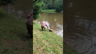 Dead Deer Removal from Pond Alpharetta GA [upl. by Noived]