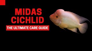 MIDAS CICHLID CARE GUIDE [upl. by Bob237]