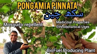 Pongamia pinnata  Sukh Chain  Ecofriendly  Miracle Herbal Diversity [upl. by Colinson]