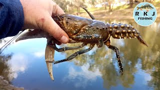 5 crays in one net Catching Murray Crayfish with chicken necks [upl. by Greiner]