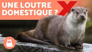 Estce que je peux avoir une loutre domestique  ❌ [upl. by Richela988]