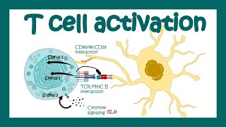 T cell activation  What are the 3 signals for T cell activation T cell differentiation Immunology [upl. by Aicened]