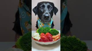 Eating strawberries for the first time in winter dog eatingbroadcast ASMR peteatingbroadcast [upl. by Teodoor71]