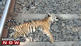 Three tiger cubs killed in Maharashtra by a speeding train [upl. by Metts812]