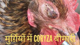 Coryza Disease in chickens [upl. by Atileda]