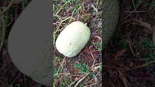 CALABAZA 🎃 en Lengua Náhuatl de la Sierra Norte de Puebla lenguanahuatl nahuatl naturaleza [upl. by Koloski226]