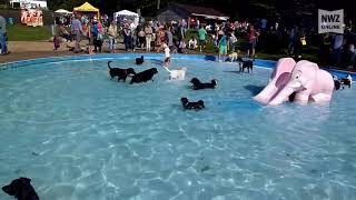 Freibad Ganderkesee Hundeschwimmen zum Ende der Saison [upl. by Swithbart427]