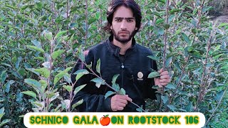 Book your HiDensity Plants At Trisel Pulwama Contact Gh Mohd 9622084872 Schnico Gala on M106 [upl. by Lan]