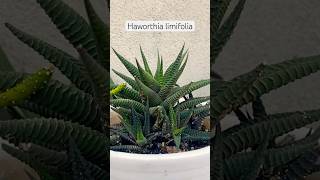 Succulent Haworthia limifolia succulent haworthia hardyplants [upl. by Ber]