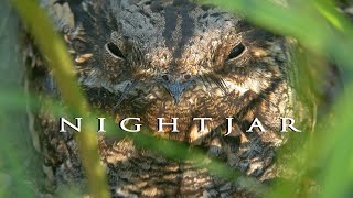 European nightjar Birds during breeding season Bird sounds and nest with eggs and chicks [upl. by Devol557]