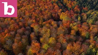 Autumn Woodland Drone View  Saarburg Rhineland Palatinate Germany [upl. by Teragram]