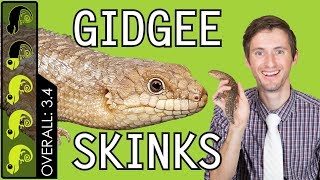 Gidgee Skink The Mini Blue Tongue [upl. by Llewsor938]