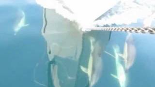 10 Sailing offshore with Dolphins  Westsail 42 Fiona Sailboat [upl. by Kolivas]