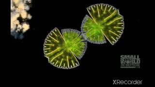 Cell Division Of Algae [upl. by Niemad]