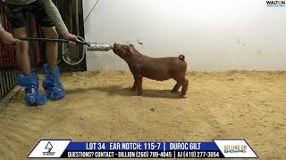 Lot 34 Sheiss Livestock Sale Sept 24 17 September 2024 12 28 54 PM [upl. by Pooh]