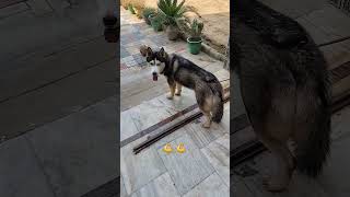 Haskins the beautiful dog music dog doglover ytshorts trending deksearchchannel [upl. by Gorrian]