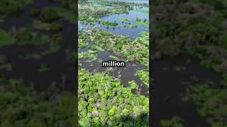 5 Mind Blowing Facts Part 30 Rainforest [upl. by Terryl692]