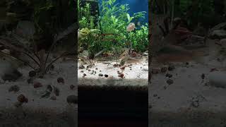 corydoras update Diners for the the whiskers [upl. by Jamnis529]