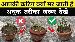 आपकी कटिंग क्यों मर जाते है  अचूक तरीका जरूर देखे  How to Grow Cutting of Plants  कटिंग कैसे लगाए [upl. by Hayikat636]