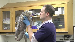 Dr Mikes Video Blog Porcupines [upl. by Jacobsohn]