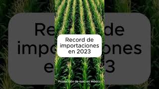 La producción de maíz en México en 2023 [upl. by December]