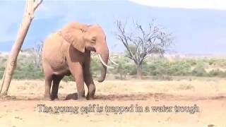 Helping a baby elephant at Tarhi Tsavo East National Park  Sheldrick Trust [upl. by Sirromal195]