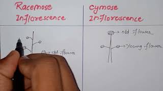 what is inflorescence  Difference between cymose and racemose inflorescencebiology class 11th [upl. by Rosena]