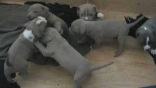 NEW Pit Bull Puppies for sale Now 2009 [upl. by Boice]