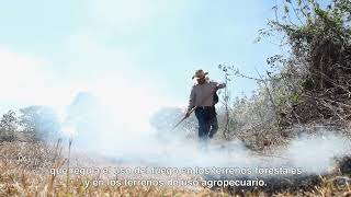 Brechas Cortafuego  Prevención de Incendios Forestales [upl. by Becki]