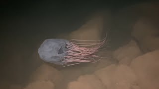 Box Jellyfish Chironex fleckeri [upl. by Mckeon]