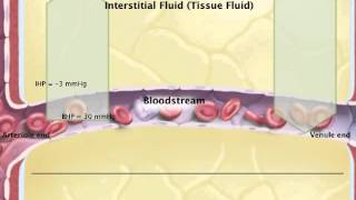 Chapter 20 Capillary Exchange Filtration and Reabsorption [upl. by Tavia]