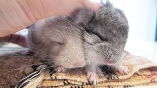 Epic Chinchilla Massage [upl. by Halle]